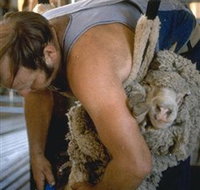 Kuriong Sheep Station - Brisbane Tourism