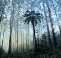 Yarra Ranges National Park - Tourism Brisbane
