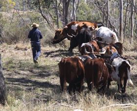 Gleneden Organic Farm And The Gleneden Bullock Team - Brisbane 4u 1