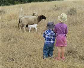 Gleneden Organic Farm And The Gleneden Bullock Team - Brisbane 4u 3