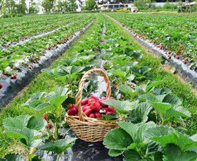 Blue Hills Berries & Cherries - Tourism Brisbane 0