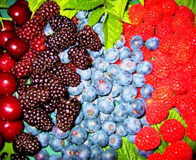 Blue Hills Berries & Cherries - Tourism Brisbane 2