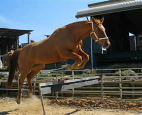 Boggy Creek Shows - Tourism Brisbane 3