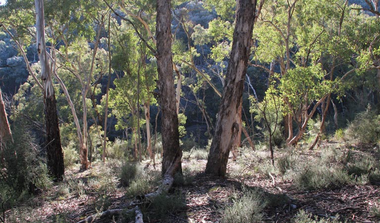 Arkell NSW Brisbane 4u