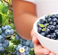 Jolly Berries - Tourism Brisbane