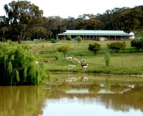 Clearview Alpacas - Brisbane Tourism 0