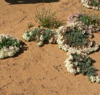 Coorow Wreath Flowers - Tourism Brisbane