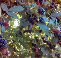 Gunnadoo Berries - Brisbane 4u