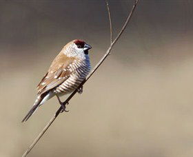 Capertee Valley Bird Trail - Brisbane Tourism 3