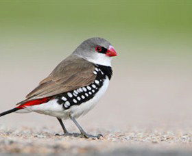 Capertee Valley Bird Trail - Brisbane Tourism 1
