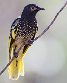 Capertee Valley Bird Trail - Brisbane Tourism 4