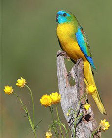 Capertee Valley Bird Trail - Brisbane Tourism 5
