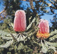 Coorow Wildflower Drive - Tourism Brisbane