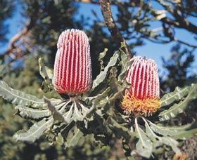 Coorow Wildflower Drive - Tourism Brisbane 0