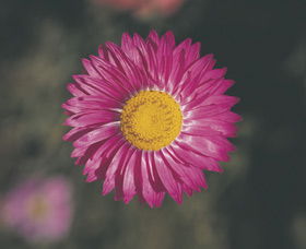 Coorow Wildflower Drive - Tourism Brisbane 1