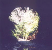 Glow Worm Tunnel - Tourism Brisbane