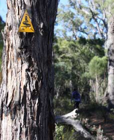 Mount Dale Walk Trail - Brisbane Tourism 1