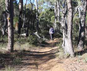 Mount Dale Walk Trail - Brisbane Tourism 2