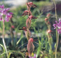 Carnamah-Eneabba Wildflower Drive - Tourism Brisbane
