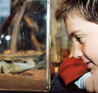 Canberra Reptile Zoo - Tourism Brisbane