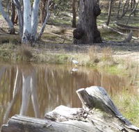 Mulligans Flat - Tourism Brisbane