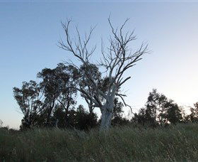 Cooleman Ridge - Tourism Brisbane 1