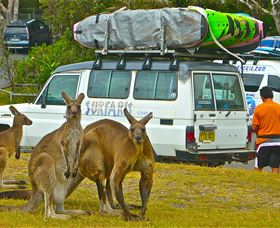 Surfaris Surf Camp - Tourism Brisbane 3