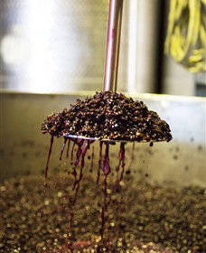 Quealy Winemakers - Brisbane Tourism 6