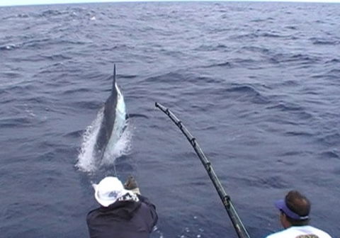 Amokura Charters - Brisbane Tourism 0