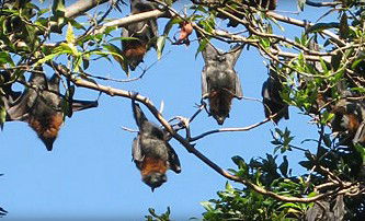 Blackbutt Reserve - Brisbane 4u 1