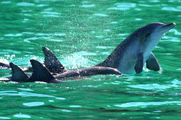 Sydney Weekend Adventures - Tourism Brisbane 1