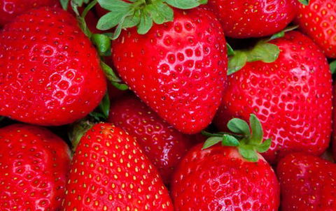Newcastle City Farmers Markets - Brisbane 4u 2