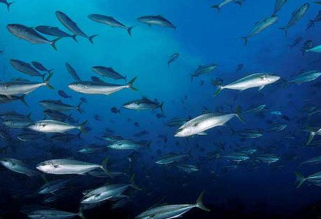 Byron Bay Dive Centre - Brisbane Tourism 2