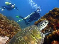 Byron Bay Dive Centre - Brisbane Tourism 3