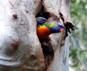 West Pennant Hills NSW Tourism Brisbane