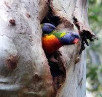 Cumberland State Forest - Tourism Brisbane