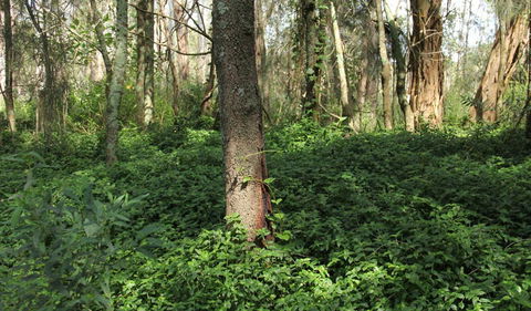 Second Ponds Creek Walk - Tourism Brisbane 1