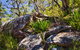 Canoelands Ridge Walking Track - thumb 1