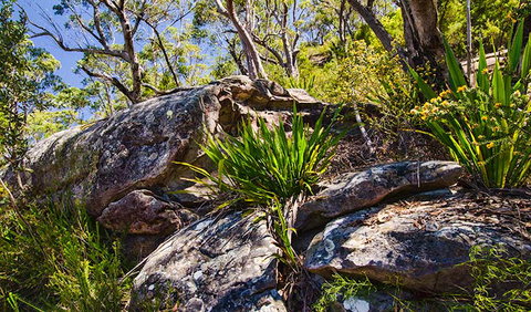 Canoelands Ridge Walking Track - Tourism Brisbane 1