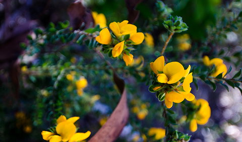 Canoelands Ridge Walking Track - Tourism Brisbane 2