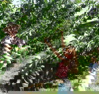 Forest Range Cherries - Tourism Brisbane