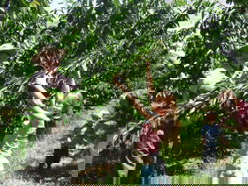 Forest Range Cherries - Tourism Brisbane 0