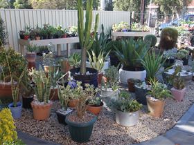 Cactus Creations - Tourism Brisbane 1