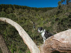 Ingalalla Waterfalls - Brisbane Tourism 1