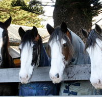 Victor Harbor Horse Drawn Tramway - Tourism Brisbane