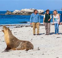 Seal Bay Conservation Park - Tourism Brisbane