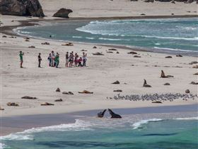 Seal Bay Conservation Park - Tourism Brisbane 2