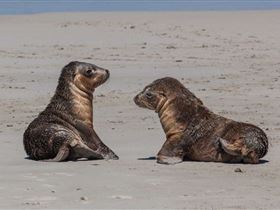 Seal Bay Conservation Park - Tourism Brisbane 1