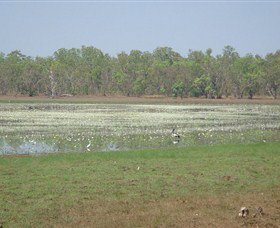 Leaning Tree Lagoon Nature Park - Tourism Brisbane 0