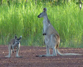 Djukbinj National Park - Tourism Brisbane 1